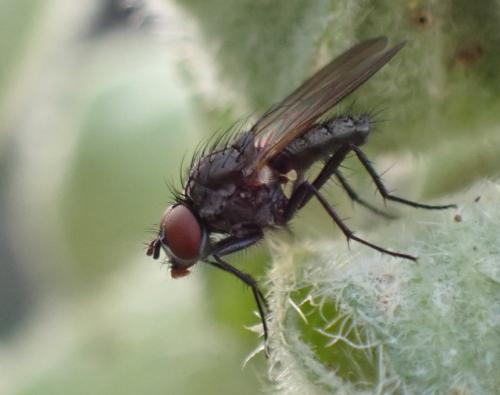 Réf. 326 370 : Delia sp.